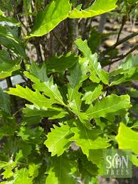 Attēlu rezultāti vaicājumam “Quercus robur leaf”