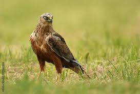 Attēlu rezultāti vaicājumam “Circus aeruginosus adult”