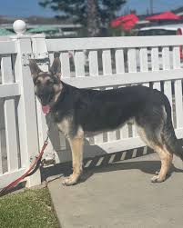 「アレックス・シェパード」の画像検索結果