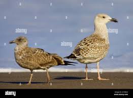 Attēlu rezultāti vaicājumam “Larus marinus adult”