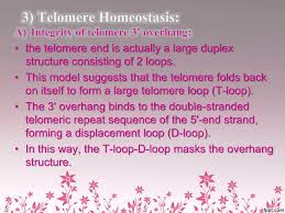 Image result for the end of the t-loop structure