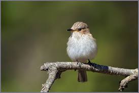 Attēlu rezultāti vaicājumam “Muscicapa striata”