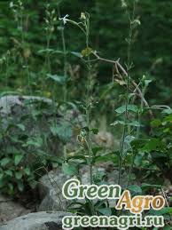 Attēlu rezultāti vaicājumam “Silene chlorantha”