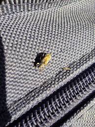 Attēlu rezultāti vaicājumam “Polydrusus tereticollis”