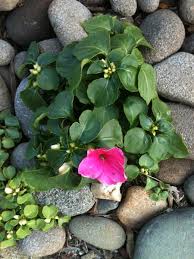 Image result for Impatiens walleriana