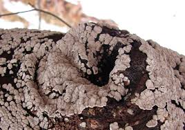 Attēlu rezultāti vaicājumam “Xylobolus frustulatus”