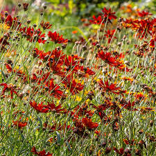 Image result for Coreopsis