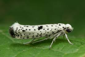 Attēlu rezultāti vaicājumam “Yponomeuta plumbella”