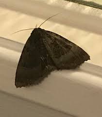 Attēlu rezultāti vaicājumam “Odezia atrata”