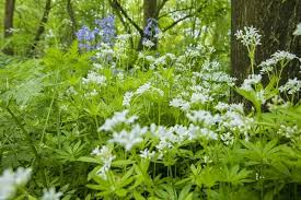 Attēlu rezultāti vaicājumam “Galium odoratum”
