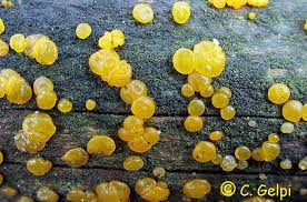 Attēlu rezultāti vaicājumam “Dacrymyces chrysospermus”