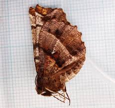 Attēlu rezultāti vaicājumam “Selenia dentaria imago”