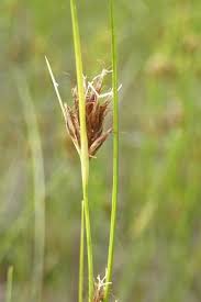 Attēlu rezultāti vaicājumam “Rhynchospora fusca”