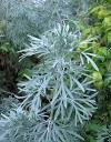 Artemisia | How to grow wormwood, Estragon and Tarragon | Growing ...