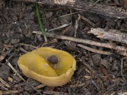 Attēlu rezultāti vaicājumam “Sowerbyella radiculata”