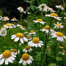 Image result for Tanacetum parthenium