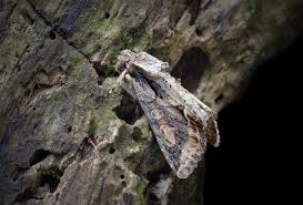 Attēlu rezultāti vaicājumam “Allophyes oxyacanthae”