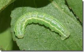 Attēlu rezultāti vaicājumam “Triphosa dubitata”