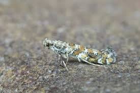 Attēlu rezultāti vaicājumam “Gracillaria syringella imago”