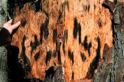 Attēlu rezultāti vaicājumam “Ophiostoma polyporicola”