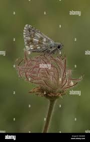 Attēlu rezultāti vaicājumam “Pyrgus serratulae upperside”