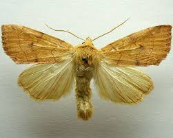 Attēlu rezultāti vaicājumam “Enargia paleacea”