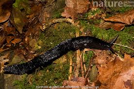 Attēlu rezultāti vaicājumam “Limax cinereoniger”