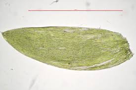 Attēlu rezultāti vaicājumam “Plagiothecium laetum”