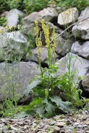 Image result for Verbascum nigrum