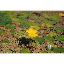 Image result for Seekanne