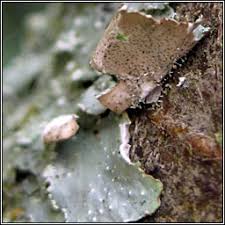 Attēlu rezultāti vaicājumam “Punctelia subrudecta”