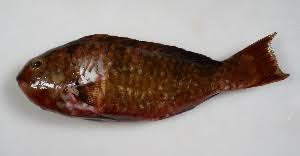 Image result for Calotomus carolinus