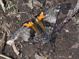 Attēlu rezultāti vaicājumam “Boudinotiana notha”