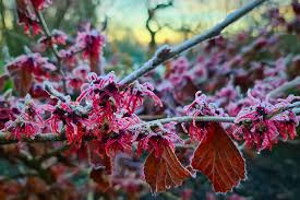Attēlu rezultāti vaicājumam “Hamamelis japonica bud”