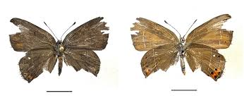 Attēlu rezultāti vaicājumam “Satyrium pruni”