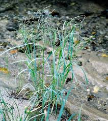Attēlu rezultāti vaicājumam “Glyceria striata fruit”