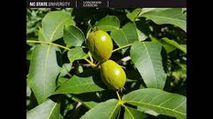 Attēlu rezultāti vaicājumam “Carya ovata fruit”