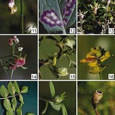 Attēlu rezultāti vaicājumam “Rabdophaga heterobia”