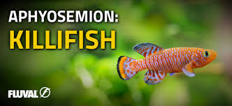 Image result for Aphyosemion