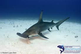 Image result for Sphyrna