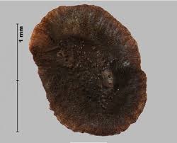 Attēlu rezultāti vaicājumam “Linaria vulgaris bud”