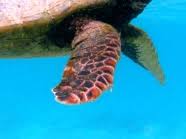 Image result for Eretmochelys imbricata