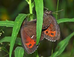 Attēlu rezultāti vaicājumam “Erebia ligea”