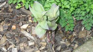 Attēlu rezultāti vaicājumam “Epipactis helleborine leaf”