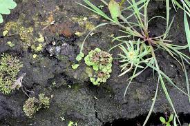 Attēlu rezultāti vaicājumam “Ricciocarpos natans”