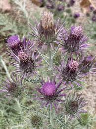 Image result for Ptilostemon afer