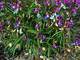 Attēlu rezultāti vaicājumam “Lathyrus vernus fruit”