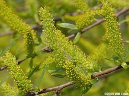 Attēlu rezultāti vaicājumam “Salix x doniana flower”