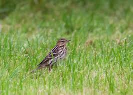 Image result for Anthus gustavi