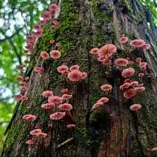 Attēlu rezultāti vaicājumam “Lycogala miserum sessile”